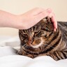 ストレスが原因で起こる猫の『心の病気』2選　飼い主さんができるメンタルケアは？