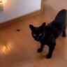 ドアを開けたら目の前にいた猫→何かを持ってきたと思ったら…『衝撃的な贈り物』が216万再生「怒ってるのかと思ったｗ」「お土産ｗｗ」