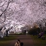 弥生時代を体感できる奈良県田原本町の「唐古・鍵遺跡史跡公園」でさくらまつり開催