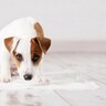 犬の『体調不良』はウンチを見たらわかる？健康状態を判断する方法と病気のサイン