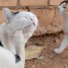 猫に起こりやすい『熱中症以外の夏の健康トラブル』6選　暑さや湿気、気をつけるべき点は