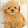 『フワフワで天使のような赤ちゃん犬』が大きくなった結果…思っていたのとなんか違う『驚きのビフォアフ』が35万再生「吹いた」「人間味強い」