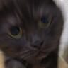 『あっ…もう逃げられない…』猛スピードで突っ込んでくる猫に"大爆笑"119万表示「戦闘始まりそうで笑った」「躍動感すごい」と話題に