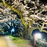 今年は夜桜ライトアップなし！？屋台の出店も？！2024年花見シーズンの富山城址公園・松川公園の利用について。