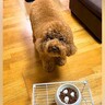 『よし』と言ってもご飯を食べない犬→なぜか『チョキチョキ』と言うと…まるでコントな『謎のこだわり』が69万再生「無理かわいいｗｗ」と爆笑