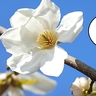【立川フォト】やっと咲いてきた！立川市役所前のこぶしの花が咲きはじめてる