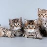 猫たちの『性格を決定づける要因』5選　生まれつき？それとも環境要因が大きい？