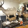 【ふじのくに地球環境史ミュージアムの企画展「標本サファリ－大地の動物・水の動物－」