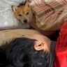 『ガンを患っている夫』闘病生活の最中、2匹の犬が…涙腺崩壊する『いつでもそばで見守る光景』に「尊い、泣けてきた」「一心同体」と反響