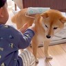 男の子がコロコロクリーナーにハマった結果…『犬の抜け毛のお手入れ』をしてあげる光景が23万再生「やり取り可愛い過ぎ」「お世話してるｗ」