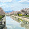 ４月１１日、「京都の自然二百選」にも選ばれている、東一口の「前川堤の桜並木」に行ってきた！散り始めもいい感じ～！【久御山町】