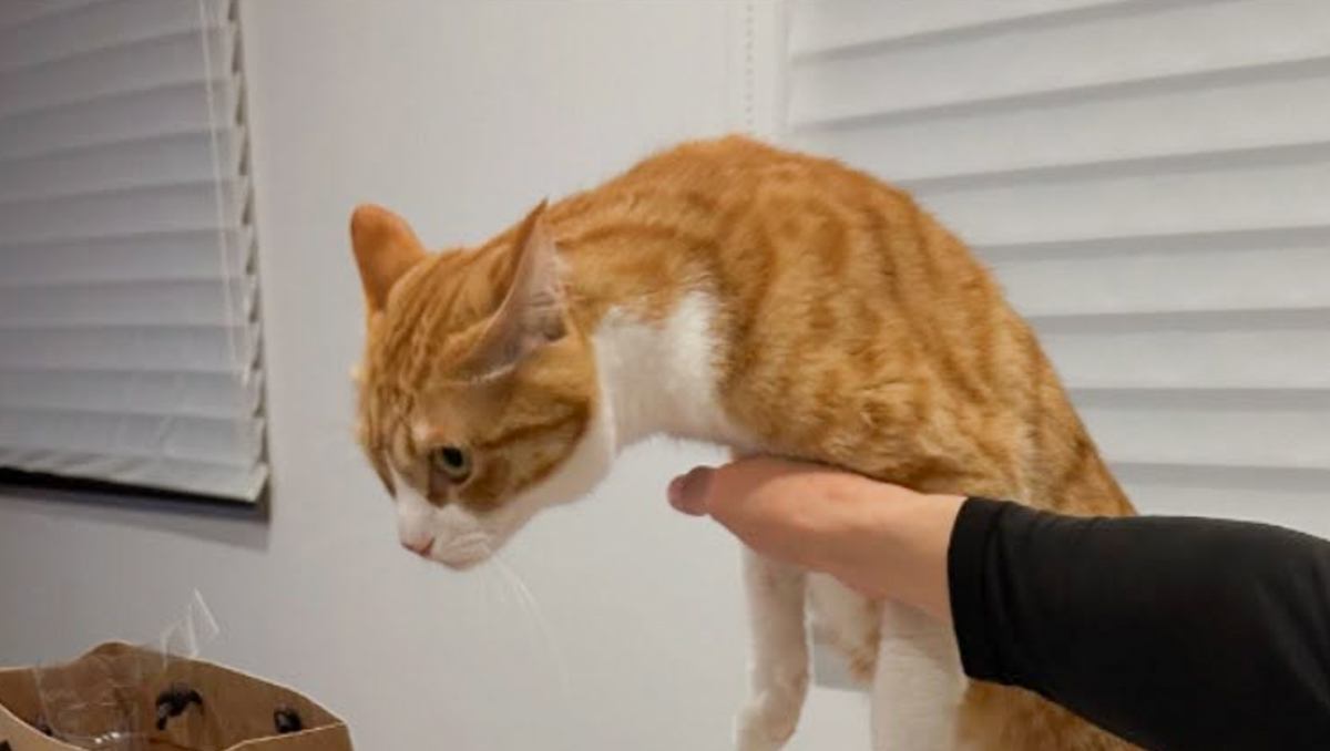 テーブルに乗ろうとした猫→注意したら……思わず笑った『予想外の