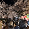 花見客が全国各地に分散?　高田城址公園観桜会の来場者は41万8000人　昨年よりわずか8000人の増加