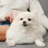 犬が飼い主に『くっついてくる』心理5選　まとわりついてくる愛犬の気持ちに応える方法とは？