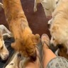 朝、寝坊したら『33匹の保護犬』が…とんでもなく愛おしい『わちゃわちゃな出待ち』が19万再生「小学校みたいｗ」「みんな必死で可愛い」