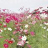 約40万本のコスモスを始め秋の花々が咲き誇る