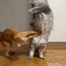 飼い主も困惑する猫たちの謎行動　ケンカ？触診？ヲタ芸？