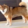 目の前を通り過ぎる犬と『目が合った』と思ったら…まさかの『辛辣すぎる結末』に10万いいねの反響「真顔で笑った」「何見とんねんの顔で草」