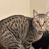 『イメージを180度覆された』猫と暮らし始めた結果…3つの『衝撃だったこと』が171万再生「共感しかない」「わかりみが凄い」