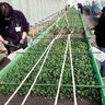 日建リース工業　障害者雇用特化の農園　浦賀に進出、９月開園めざす