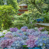 【京都あじさい】癒しの花の寺　5000株の紫陽花が美しい「岩船寺」【京都花めぐり】