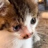 猫嫌いの旦那が『道で倒れていた子猫』を連れて帰ってきて…１年間の変化が感動的すぎると418万再生「運命の出会い」「涙止まらん」