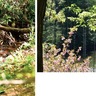 ｢撮影に挑戦してみて｣　ＧＷ　地元の魅力再発見にも