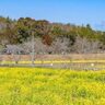 ３月１６日、普賢寺で黄色い菜の花畑・青空の景色を楽しんできた！これからもっと咲いてきそう！【京都府京田辺市】