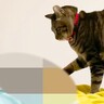 普段は“パパに甘えない”猫…早朝にだけ『ありえないほどの豹変っぷり』に胸キュン「幸せのモーニングコール」「スリスリペシペシかわいすぎ」