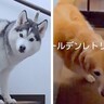 『シャンプーしようか』と2匹の大型犬に声をかけた結果→まさかの『正反対すぎる反応』が26万再生「温度差たまらん」「去っていく後ろ姿ｗ」