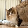 ご飯を食べているスキに猫の“おしりの毛”をカット→ぽんぽこ怒る『タヌキのような後ろ姿』に「ステップ可愛すぎ」「まったくもってカワユス」