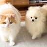 『犬が猫に育てられた』結果…まさかの『そっくり過ぎる姿』が悶絶急に可愛いと1万1000いいね「アベンジャーズ感」「キリッとしてるｗ」