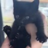 『子猫の声がする』と1本の電話→心配になり急いで向かった結果…"胸が熱くなる光景"に反響「嗚咽が止まらない」「心にしみる」と感動の声