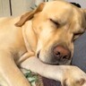 『こんなにも可愛い寝顔の大型犬が…』深い眠りに入った途端、想像の遥か上をいく『ひどすぎる表情』が314万再生「電車で見ちゃダメ」と爆笑
