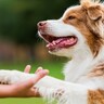 犬が飼い主を『喜ばせよう』としているときの行動5選　絶対に見逃したくない可愛すぎる行為とは？