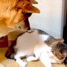 猫に『お気に入りのおもちゃ』を奪われた犬が…小さな子供のような『文句が止まらない光景』が110万再生「微笑ましい」「兄弟喧嘩」と絶賛