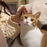 飼い主の彼女が来て大興奮の猫たち…突然すぎる『まさかの塩対応』が面白いと話題に！「彼女さんの後ろに隠れてるw」「大好きなんだね」