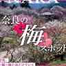 〈奈良〉春の訪れを告げる“奈良の梅”スポット