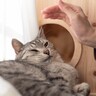 猫をお迎えしないでほしい『猫飼いに不向きな人』の特徴4選　猫も人も不幸になるかも…