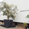 ユーカリにティーツリー。南半球の植物を生産する、南区の「松田農園」。