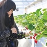地元の恵み、いただきます　瀬谷でいちご狩り