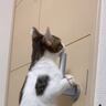 脱走癖のある子猫→『ドアノブを真上にした』結果…凄まじい執念に爆笑する人続出！325万再生「3日後には攻略してそうｗ」「必死ｗ」