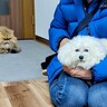 おばあちゃんの家に犬が遊びに行った結果→まさかの『実家猫との攻防戦』が78万再生「おばあちゃん大人気ｗ」「迷惑そうな顔で草」と大反響