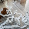 犬がティッシュで遊ぶ心理３つ　起こりうるトラブルのリスクや対策法を解説