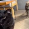 スリスリと甘えていた猫→『背後』を見てみたら…『まさかの瞬間』に爆笑する人が続出「分かりやすいｗ」「お顔がたまらないｗ」