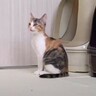 子猫が生まれて初めての『ひとり』を体験した結果…まさかの光景に涙が止まらないと17万3000再生「優しい兄」「家族愛に感動」