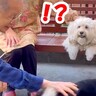 大好きな近所のおじいちゃんが他の犬を撫でた結果…浮気を発見した時の『まさかの行動』が14万再生「確認入るのかわいすぎるｗ」「現行犯逮捕」