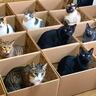 9匹の猫が『大量の段ボール箱』を見たときの反応…まさかの光景がかわいすぎると2万4000再生「ほんと好きだよね」「愛がある」の声