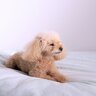 犬が飼い主に『素っ気ない』ときの心理4つ　愛犬がみせる態度の原因や対処法をご紹介