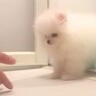 ふわふわの赤ちゃんポメが『初シャンプー』をした結果…まるで別犬のような『ビフォーアフター』が70万再生